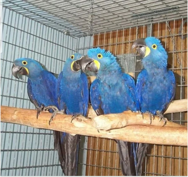 Hyacinth Macaw for Sale UK