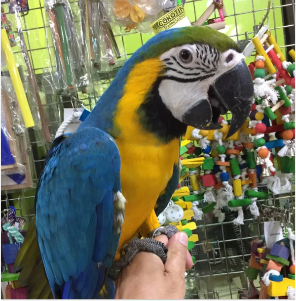 Jambo Blue and Gold Macaw for Sale