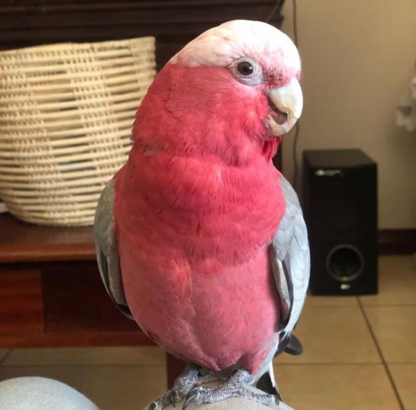 Baby Galah Cockatoos for Sale in UK